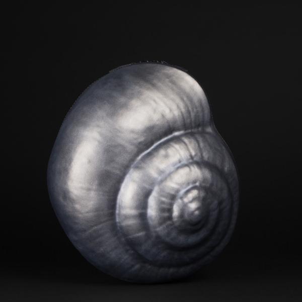 CARINARTEMIS STRIATUS