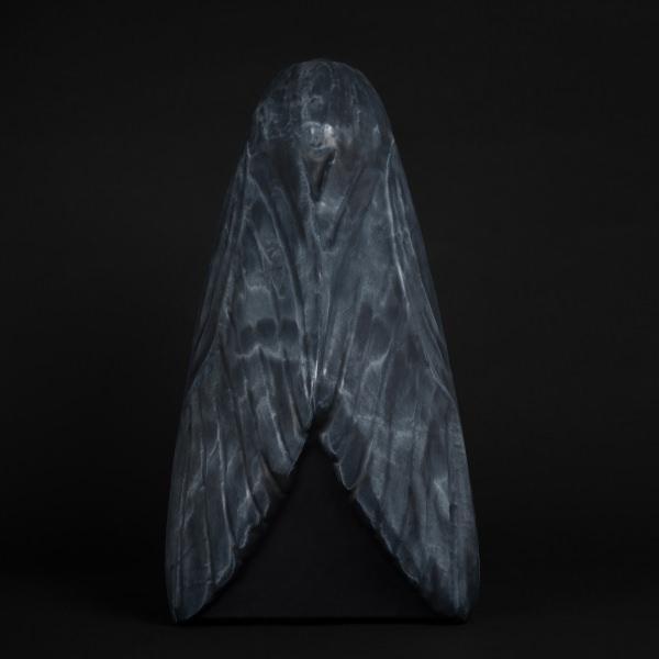 HEBREW MOTH